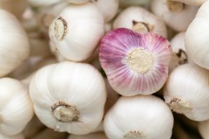 grow garlic