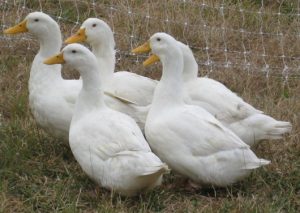 ducks