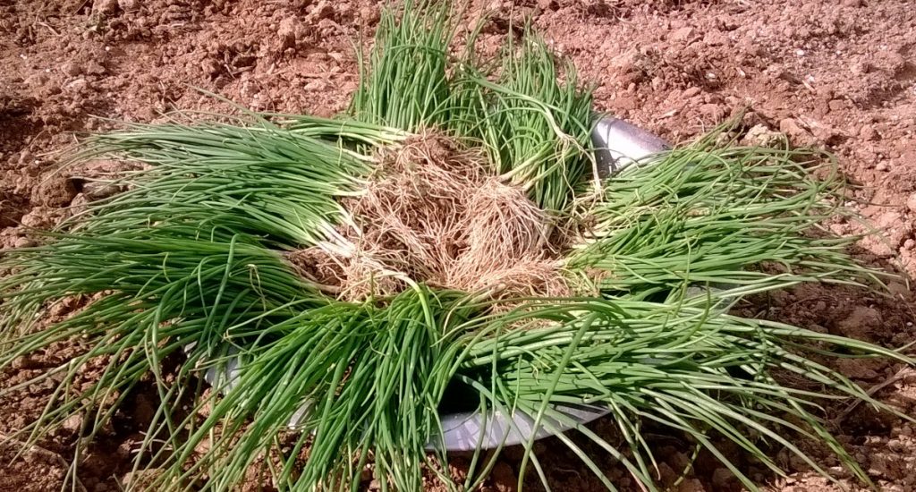 Onions Low maintenance crops for beginner farmers Agriculture In Zambia