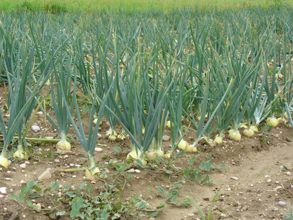 Onions Low maintenance crops for beginner farmers Agriculture In Zambia