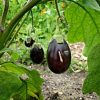 How to grow Eggplant (Aubergine) - Agriculture In Zambia