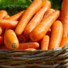 growing carrots