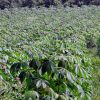 drought resistant crops