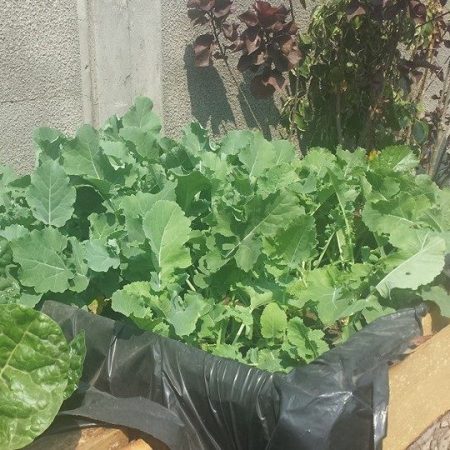 gladys simonda grow veggies