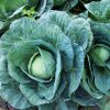 cabbage