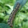 army worm