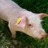 How To Solve Your Pigs Coughing Problem - Agriculture In Zambia