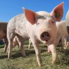 raising pigs
