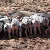 weaning piglets