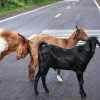 get your goats to mate
