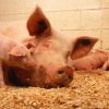 About Pigs