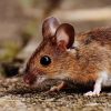 rodents eating potatoes