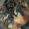 onion diseases