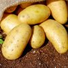 growing potatoes