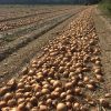 correctly fertilising onions