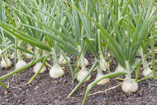 Tips for correctly fertilising onions - Agriculture In Zambia