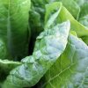 Growing spinach in Zambia