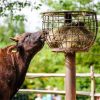 cattle
