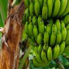 growing bananas in Zambia