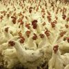 Swollen abdomen in chickens, Poultry heat stress