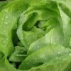growing lettuce