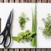 prune herbs