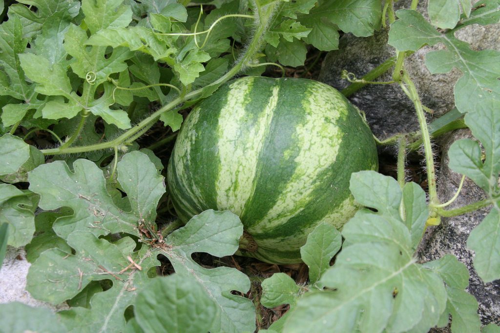 How To Grow Watermelons - Agriculture In Zambia
