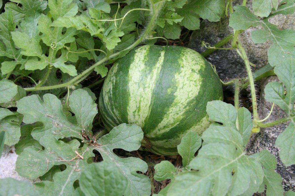 How To Grow Watermelons Agriculture In Zambia