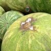 watermelons rotting