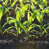 Testing Your Soil pH Without a Kit