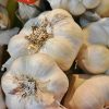 Growing garlic