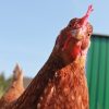 bullying chicken