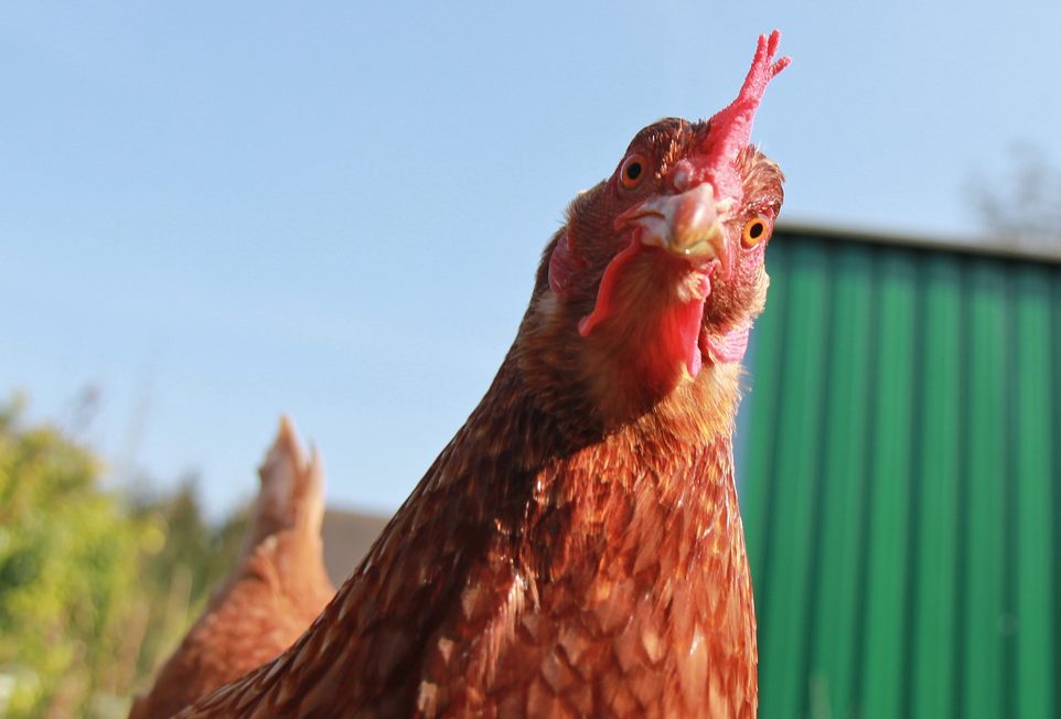bullying chicken
