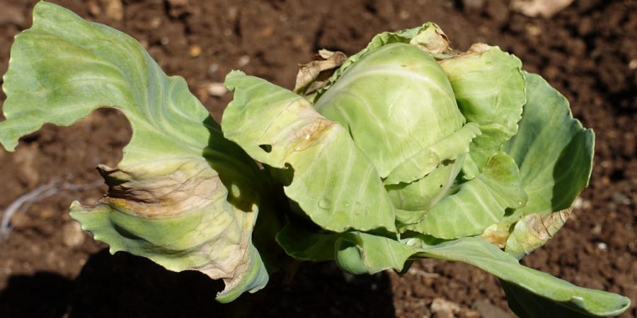 Pest and disease of Cabbage in Zambia