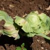 Pest and disease of Cabbage in Zambia