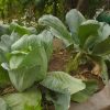 Growing cabbage in a bag