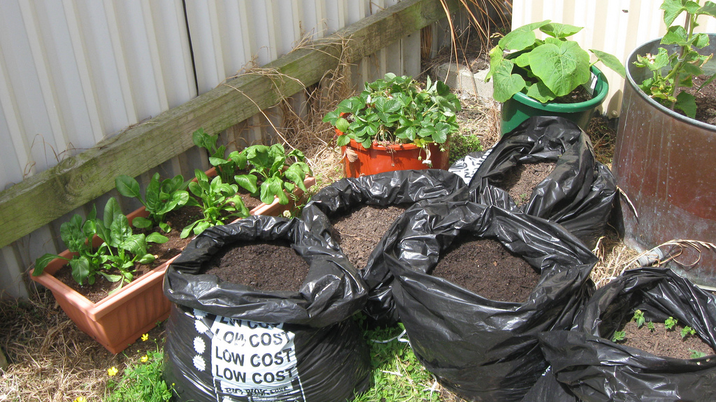 How to grow potatoes in bags Agriculture In Zambia
