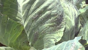 aphid on cabbage