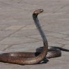 Snakes