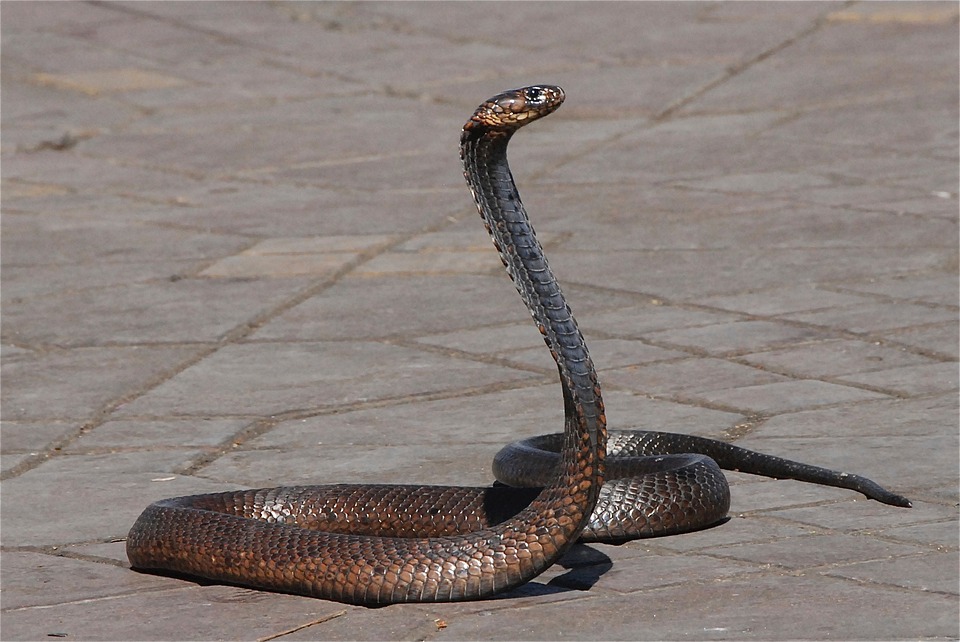 why-snakes-are-called-a-farmer-s-friend-agriculture-in-zambia