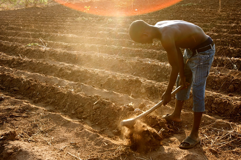 Life as a zambian farmer