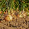 Fresh produce in Zambia
