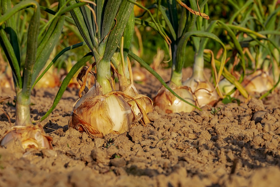 Fresh produce in Zambia