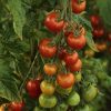 Why is everyone growing tomatoes?