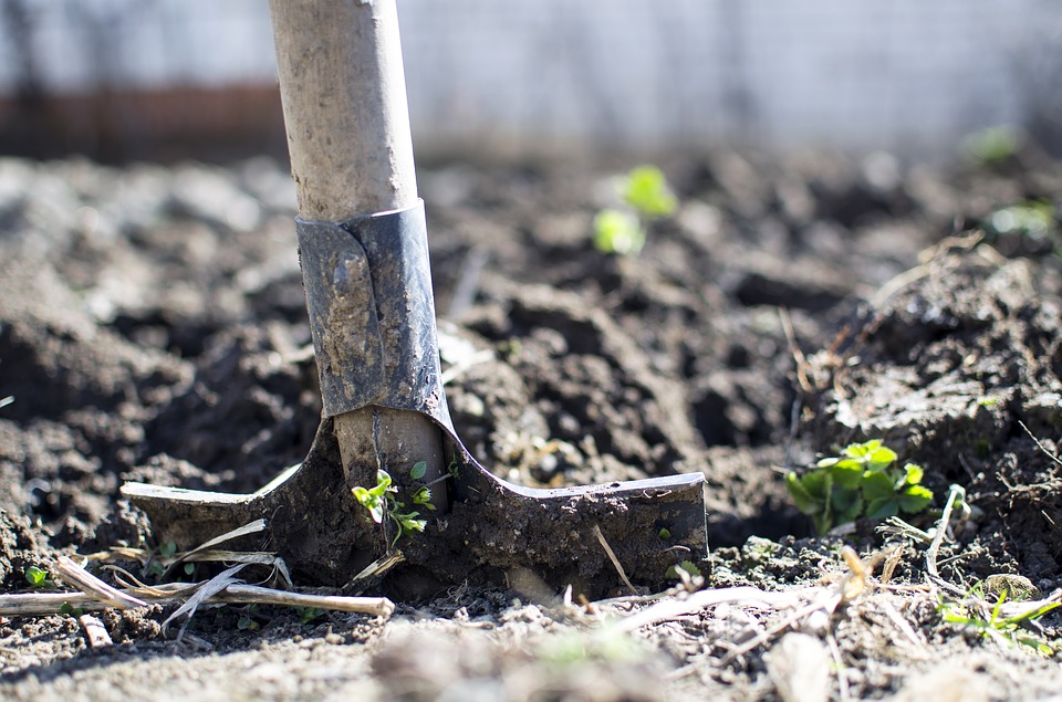 Stay home, stay safe and start a vegetable garden