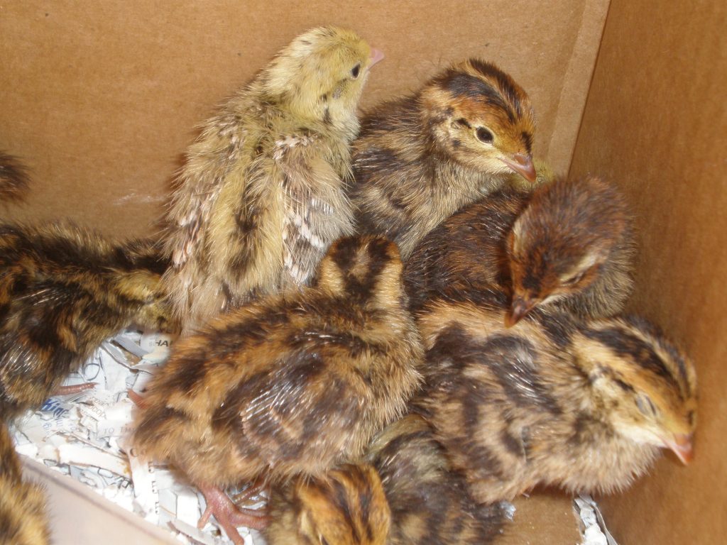 Five reasons to start quail farming