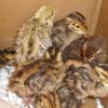 Five reasons to start quail farming