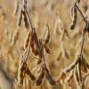 Frequently asked questions about soya beans
