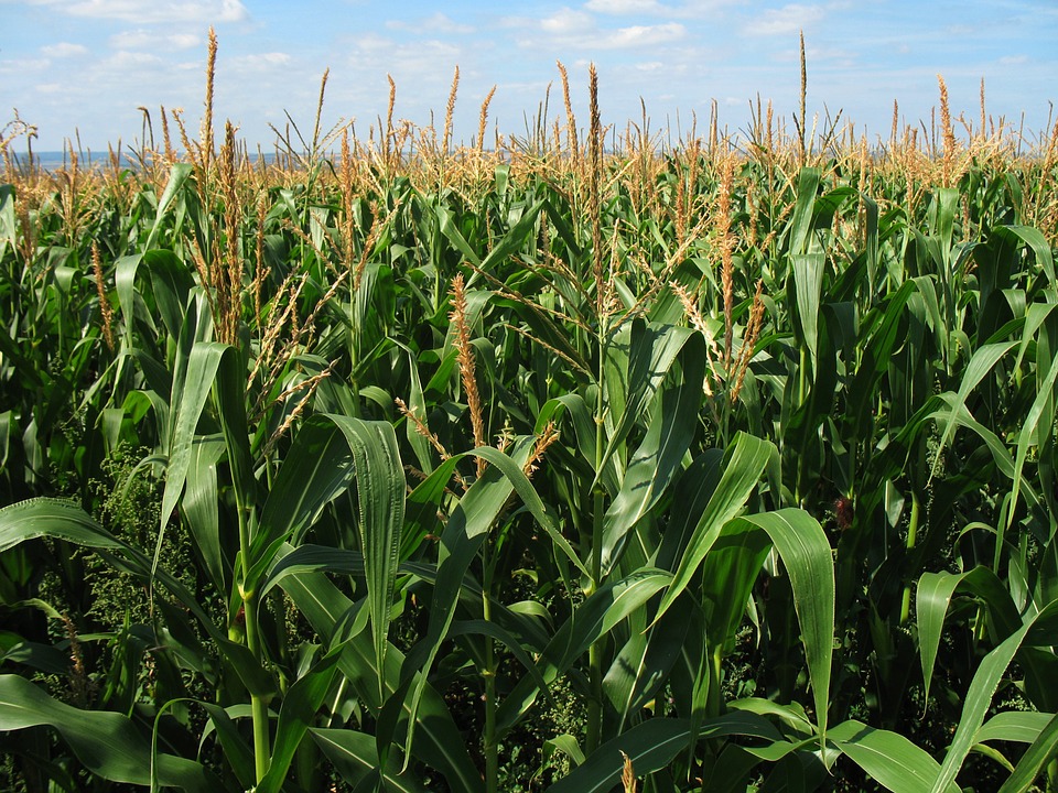 successful farming