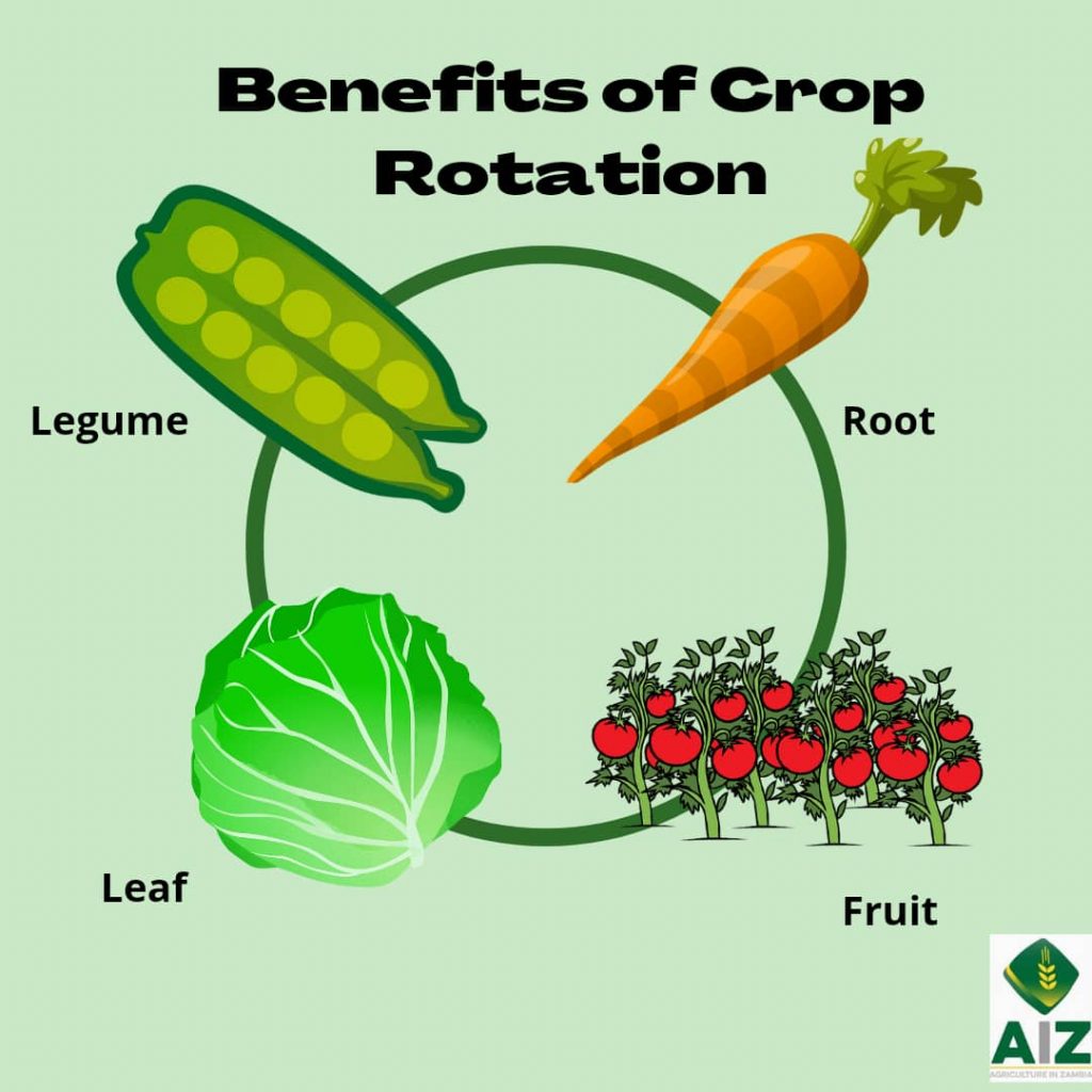 What Is Crop Rotation And Why Is It Important Agriculture In Zambia